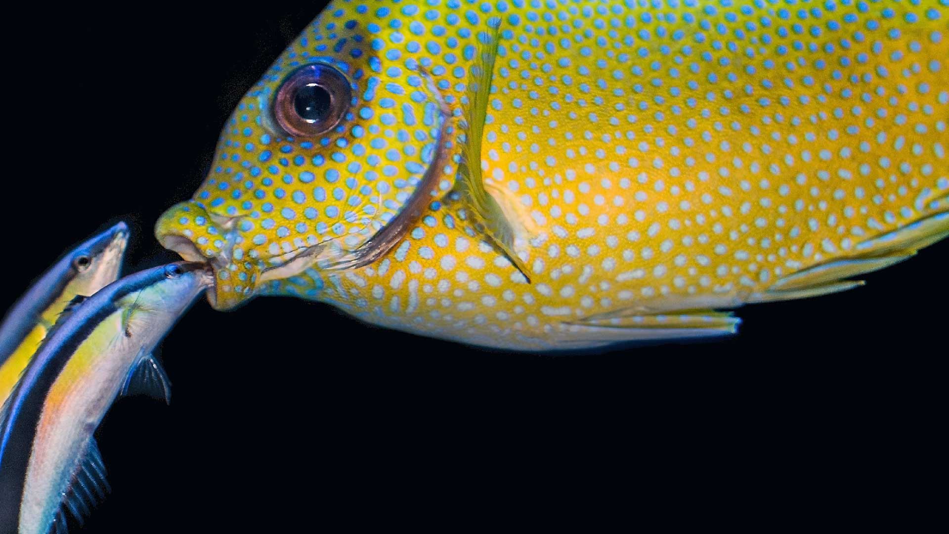Cleaner fish ace the Marshmallow Test