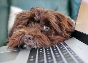 Voice-activated web application can calm home-alone dogs