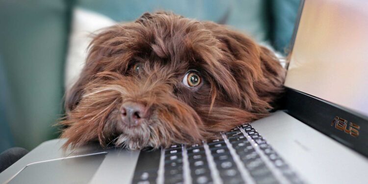 Voice-activated web application can calm home-alone dogs