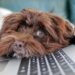 Voice-activated web application can calm home-alone dogs