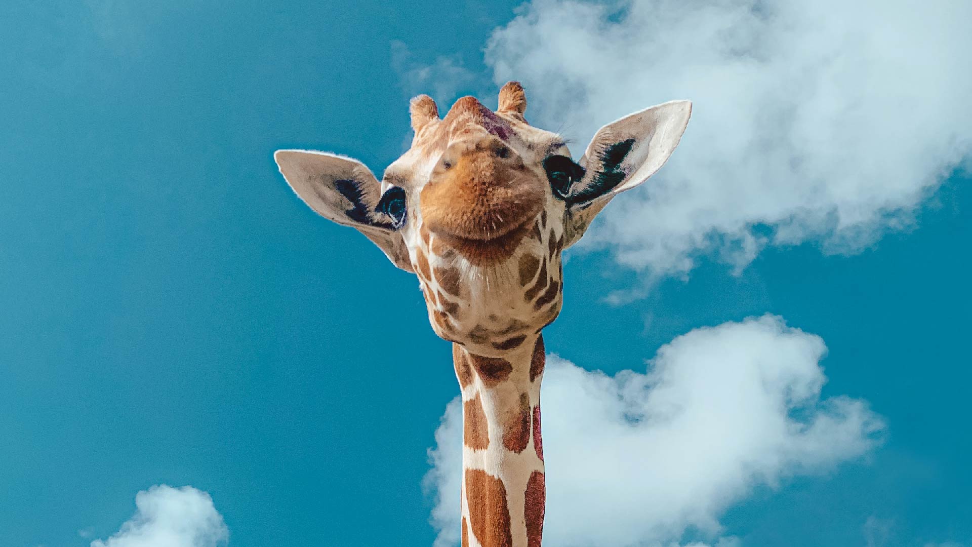 Giraffe gene gives mice stronger bones