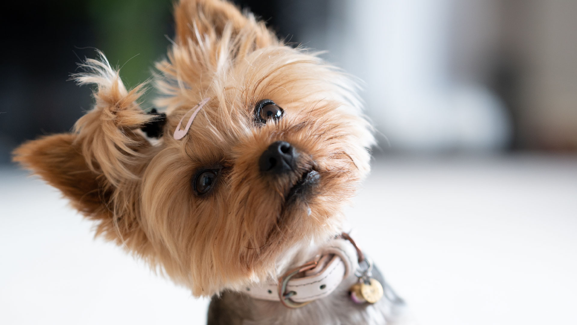 Dogs tilt their head when processing meaningful stimuli