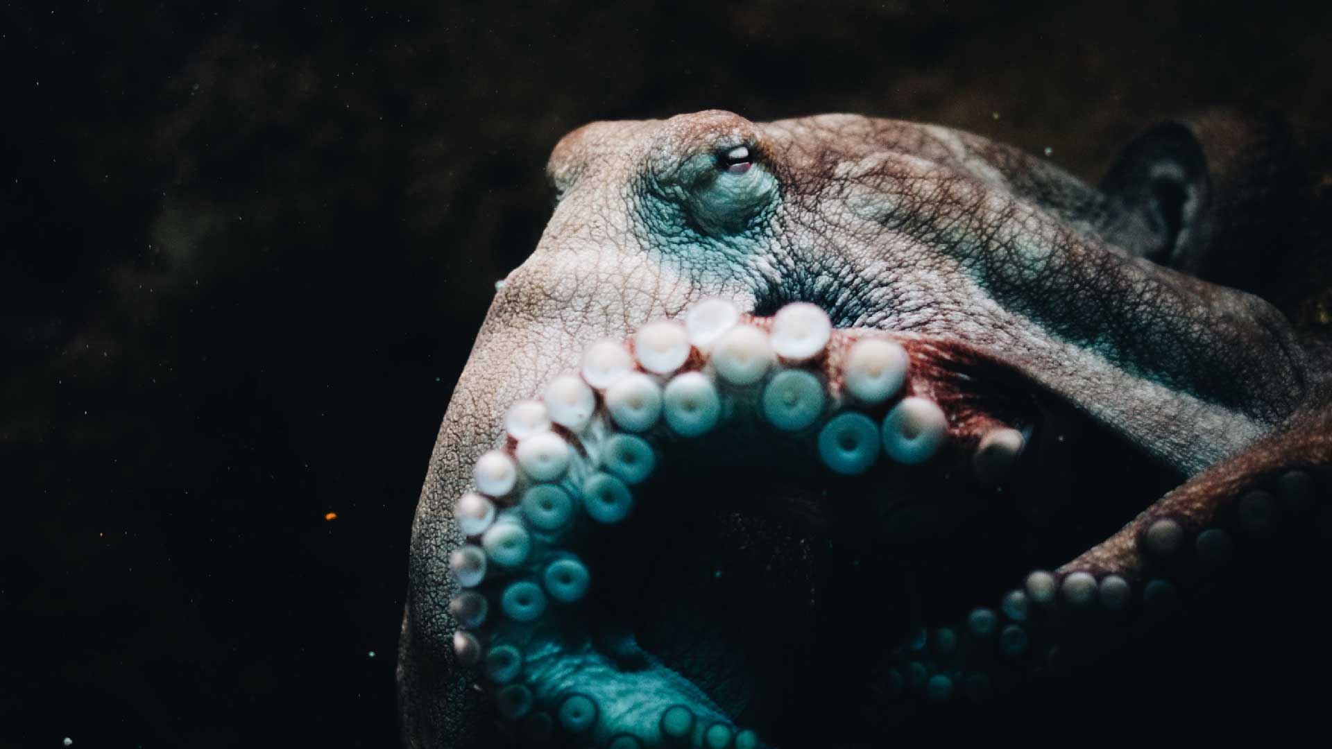 Octopus sleep has cycles resembling REM and Non-REM