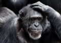 Chimps, like humans, show signs of uncertainty when faced with a hard choice