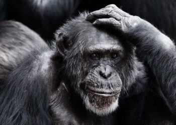 Chimps, like humans, show signs of uncertainty when faced with a hard choice