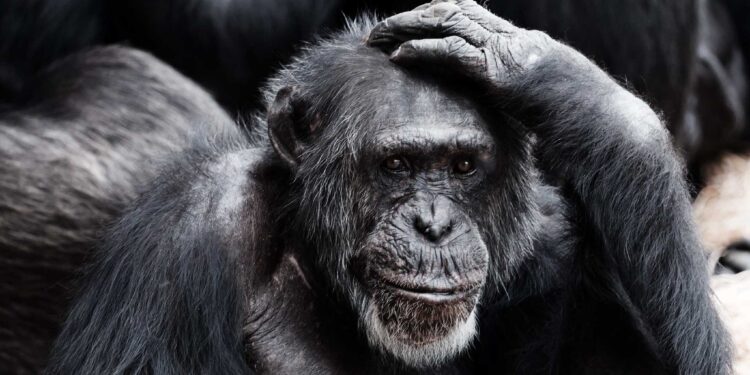 Chimps, like humans, show signs of uncertainty when faced with a hard choice