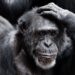 Chimps, like humans, show signs of uncertainty when faced with a hard choice
