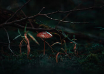 Results of psilocybin microdosing study are surprisingly unsurprising