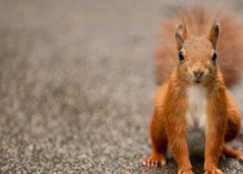 Why squirrels are demanding an estate tax
