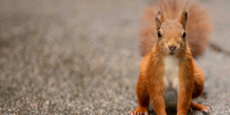 Why squirrels are demanding an estate tax